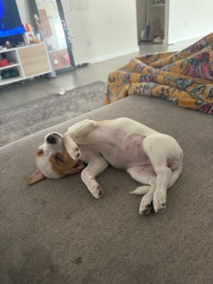 Photo of Princess Leia (aka The Beast)