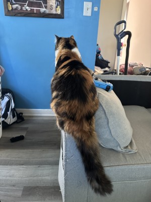 Photo of Pumpkin
