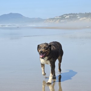 Photo of Odin