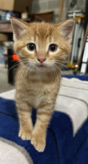 Photo of Orange Kitty