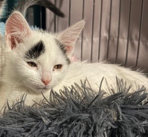 Photo of Baby Minnie