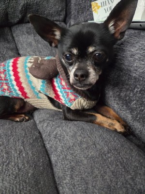 Photo of Rocky