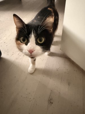 Photo of Emmy