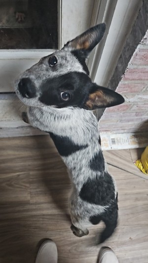 Photo of Brody