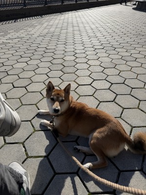 Photo of Bella