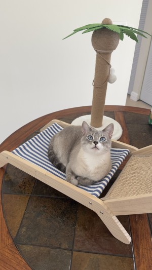 Photo of Khaleesi