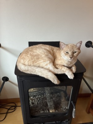 Photo of Pounce