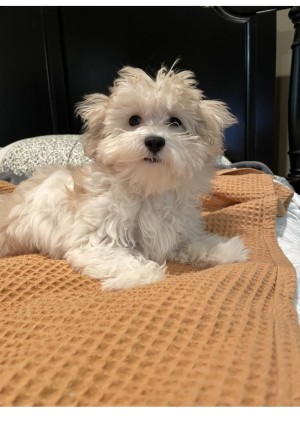 Photo of Daphne Rose