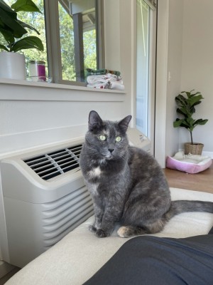 Photo of Saski