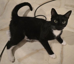 Photo of Maxi