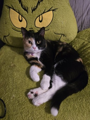 Photo of Phoenix