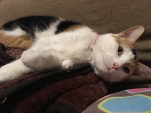 Photo of Mira