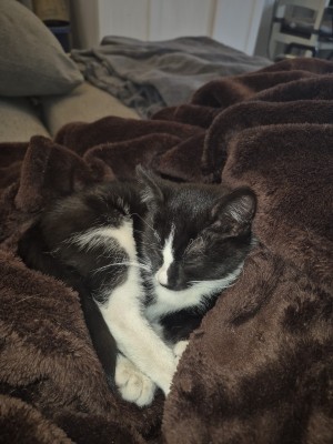 Photo of Pepe Le Pew