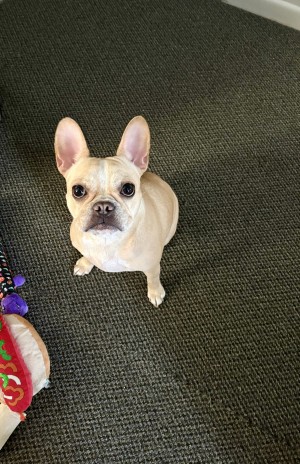 Photo of Penelope