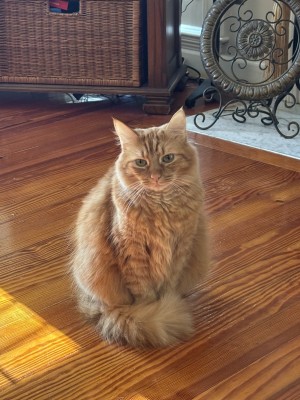 Photo of Milo