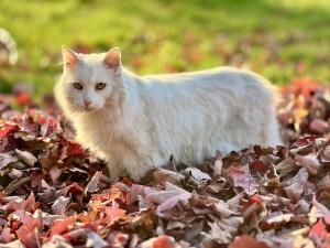 Photo of Simon
