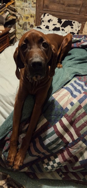 Photo of Boomer