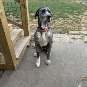Photo of Maverick