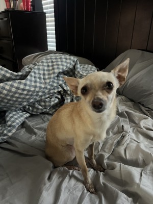 Photo of Bella