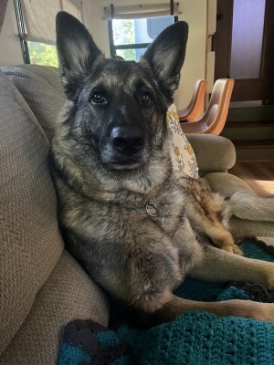 Photo of Ranger