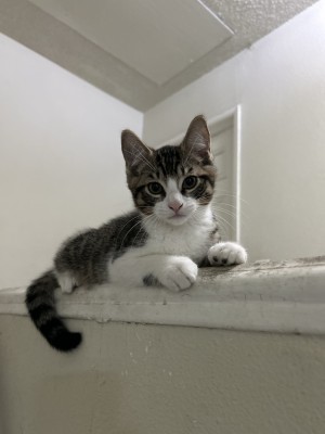 Photo of Casper
