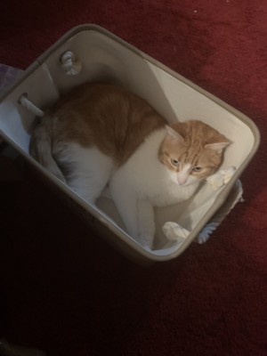 Photo of Finn