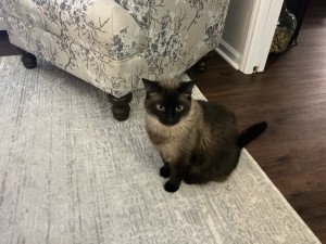 Photo of Beaumont.  Beau For Short