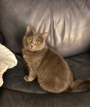 Photo of Kitty