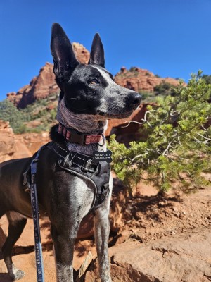 Photo of Tillie