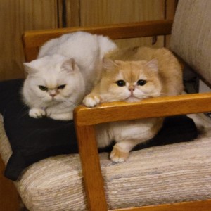 Photo of Nutmeg & Chinchilly