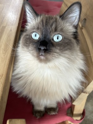 Photo of Ginger Rogers