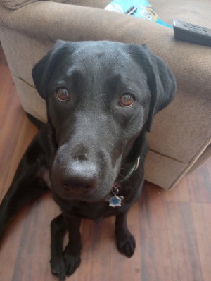 Photo of Nova