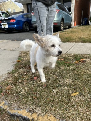 Photo of Cokie