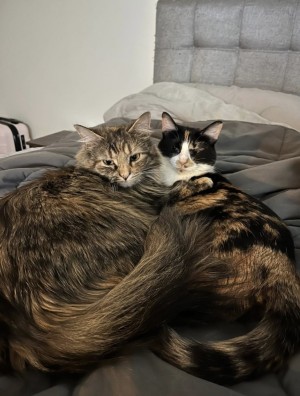 Photo of Boo & Flurry - A Purrfect Pair Looking For Their Furrever Home
