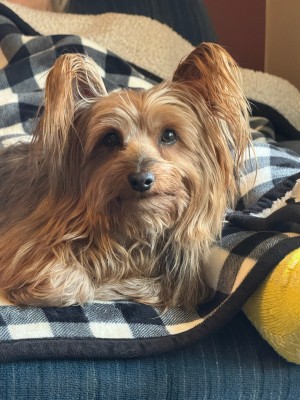 Photo of DUKE