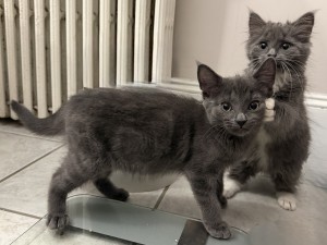 Photo of Azul & Topaz