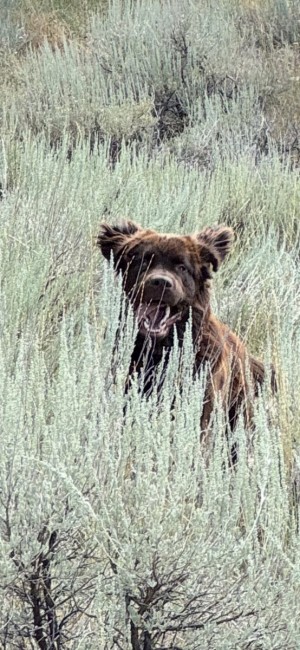 Photo of Buck