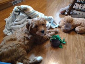 Photo of Bella