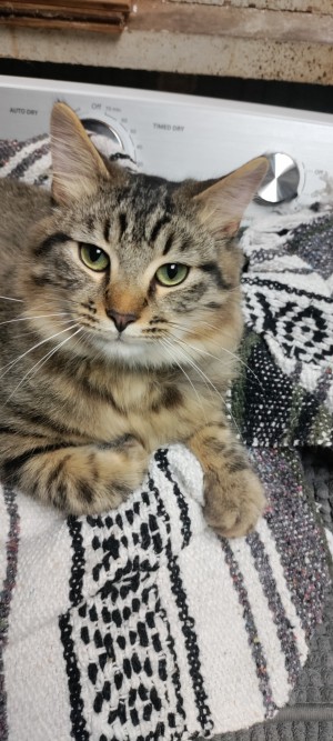 Photo of Zeke (Zekitty)