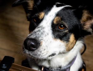 Photo of Mabel
