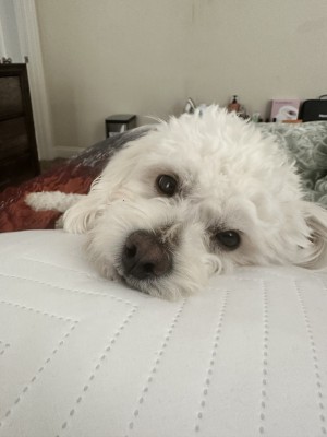 Photo of Bruno