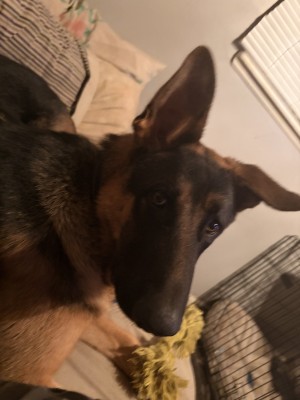 Photo of Blue