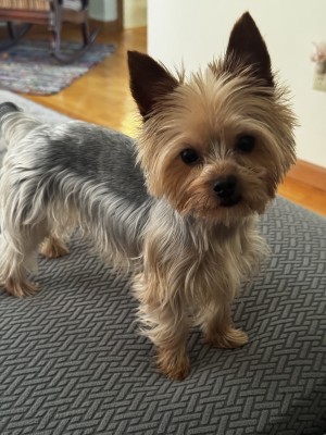 Photo of Zelda
