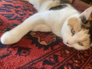 Photo of Meow Meow