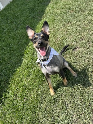 Photo of Buck