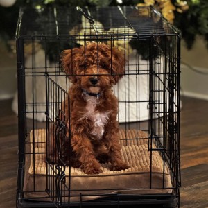 Photo of Biscuit (5 Months)