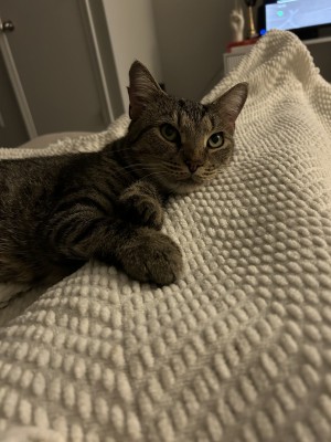 Photo of Olive
