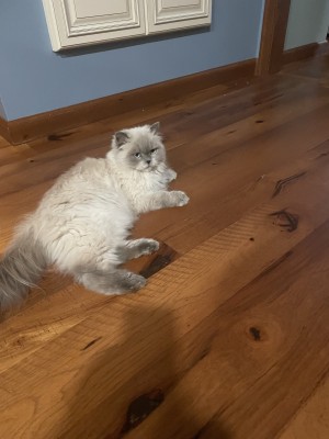 Photo of Silvester, Silvy