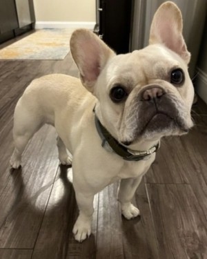 Photo of Bentley