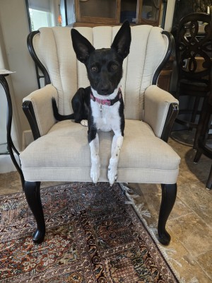 Photo of Luna
